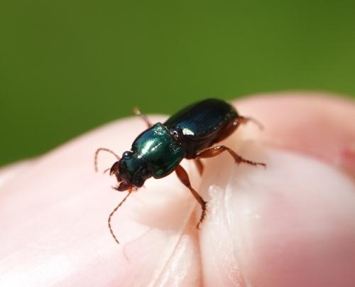 Harpalus sp.